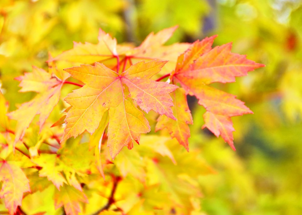 Leaf Maple Leaf Autumn Maple Tree