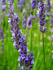 English Lavender Plant Lavender Hyssopus