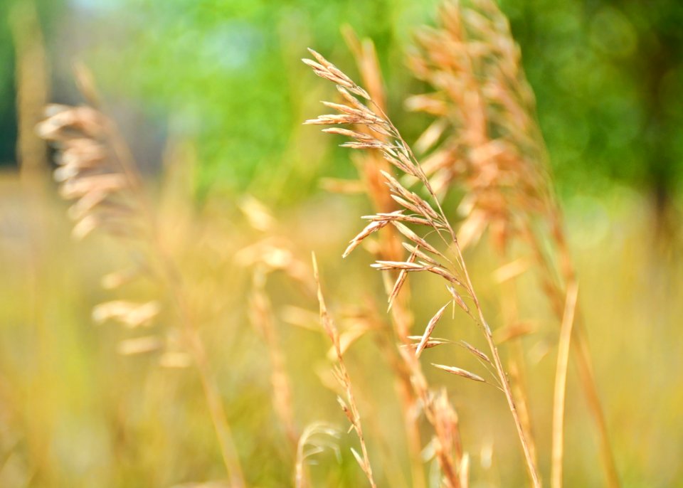 Grass Grass Family Close Up Crop