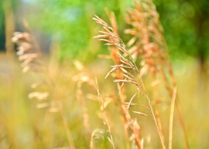 Grass Grass Family Close Up Crop photo