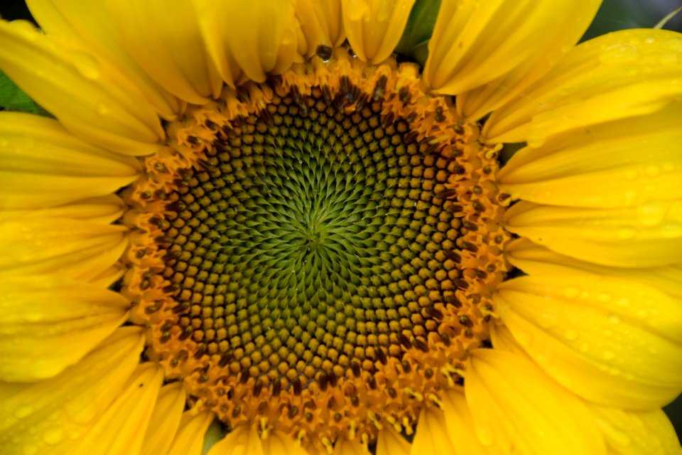 Flower Sunflower Yellow Sunflower Seed photo