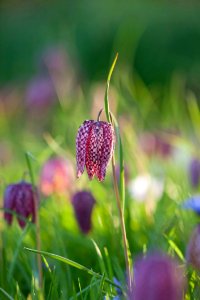 Flower Snakes Head Plant Fritillaria