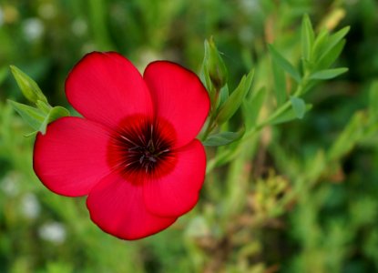 Flower Flowering Plant Plant Flora