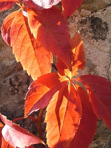Autumn leaves october