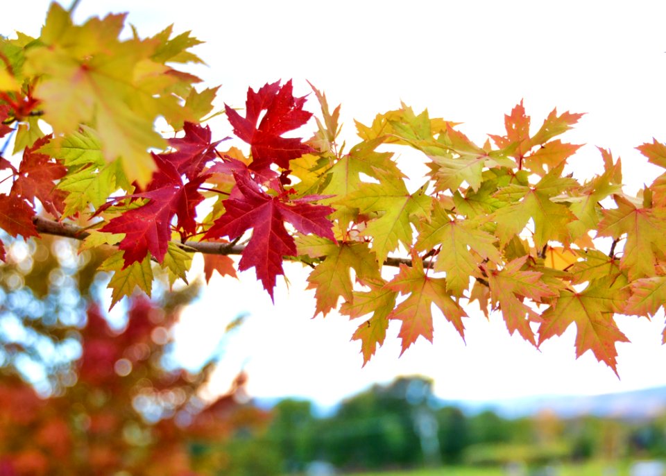 Maple Leaf Leaf Autumn Maple Tree