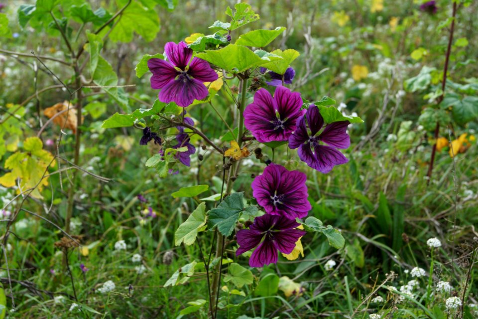 Flower Plant Flora Flowering Plant