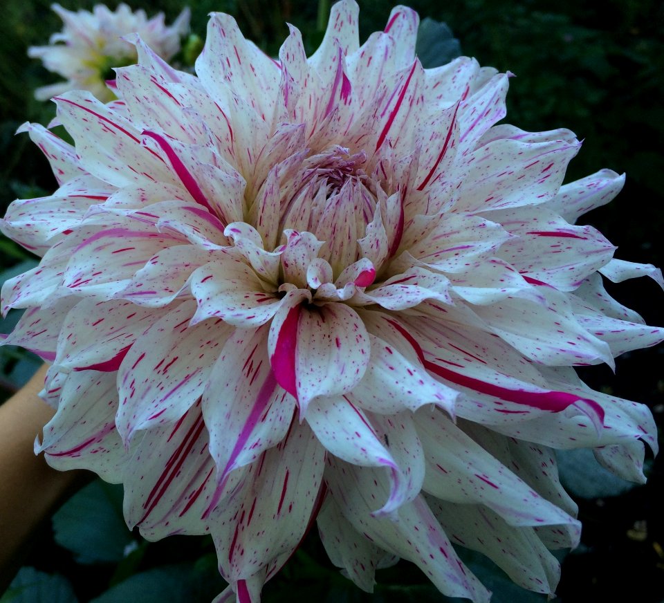 Flower Plant Flowering Plant Dahlia