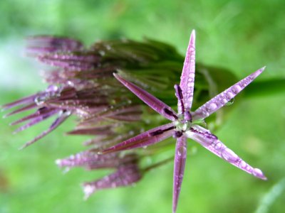 Flora Plant Purple Flower