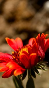 Flower Flora Close Up Wildflower
