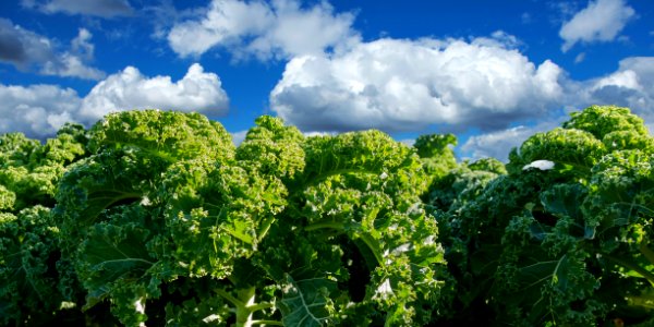 Vegetation Agriculture Sky Leaf Vegetable