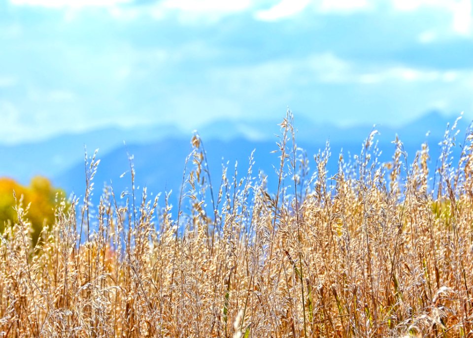Ecosystem Sky Field Crop