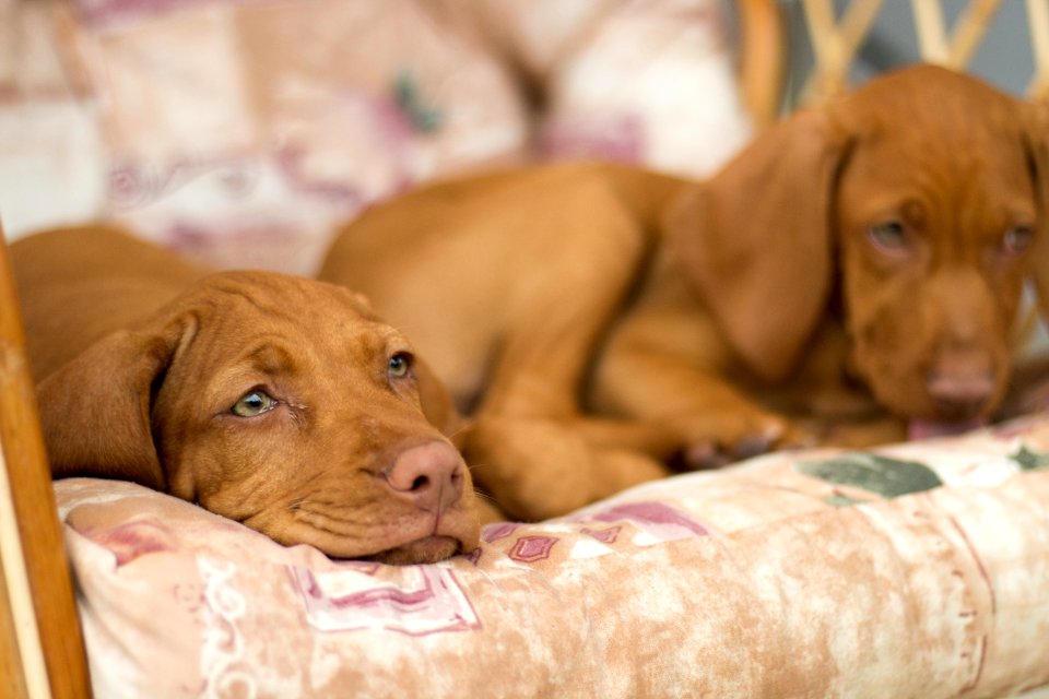 Dog Dog Like Mammal Dog Breed Mammal
