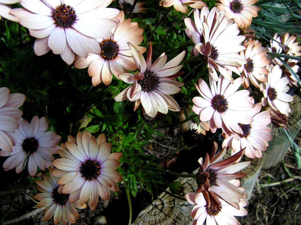 Flower Plant Flora Flowering Plant
