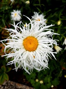 Flower Oxeye Daisy Plant Flowering Plant photo