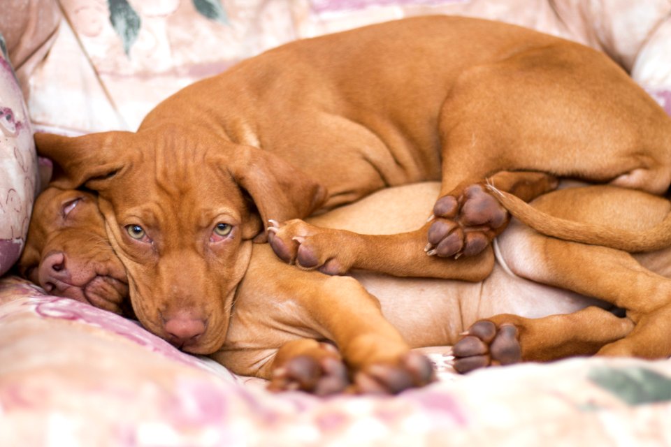 Dog Dog Like Mammal Dog Breed Mammal