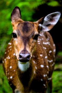 Wildlife Deer Fauna Mammal photo