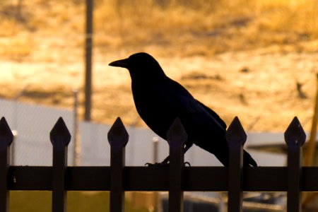Bird Crow Like Bird Crow Beak photo