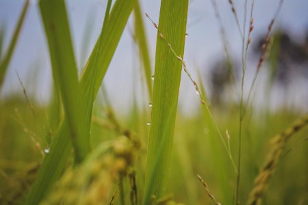 Water Vegetation Grass Grass Family photo