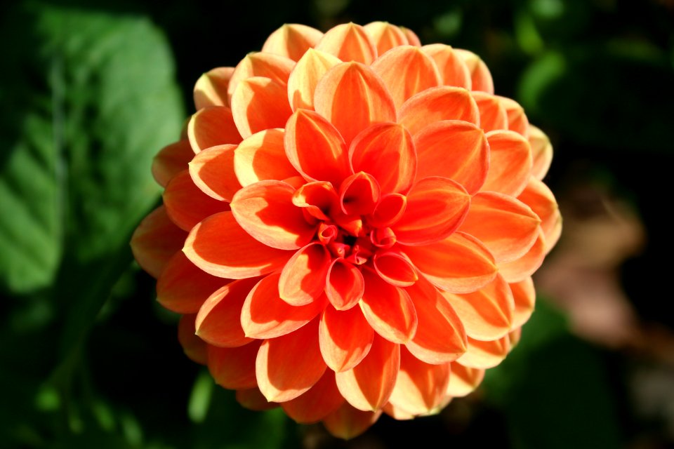 Flower Plant Dahlia Flowering Plant