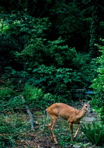 Wildlife Woodland Ecosystem Nature