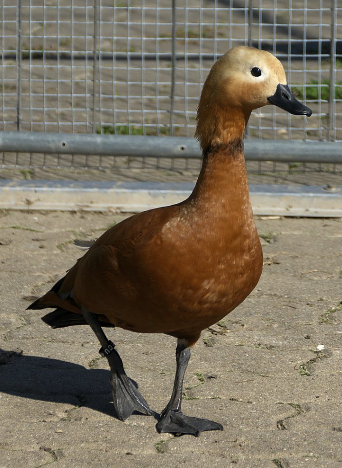 Bird Duck Water Bird Ducks Geese And Swans