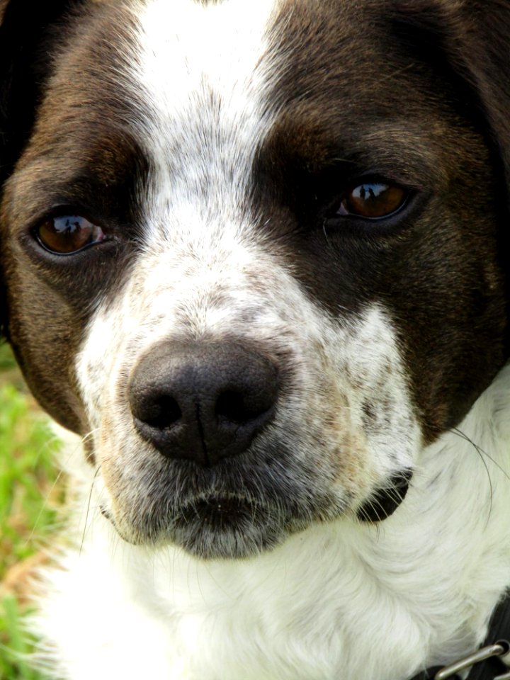 Dog Dog Breed Nose Snout photo