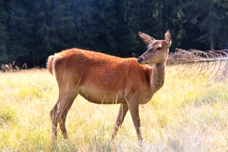 Wildlife Deer Fauna Terrestrial Animal photo
