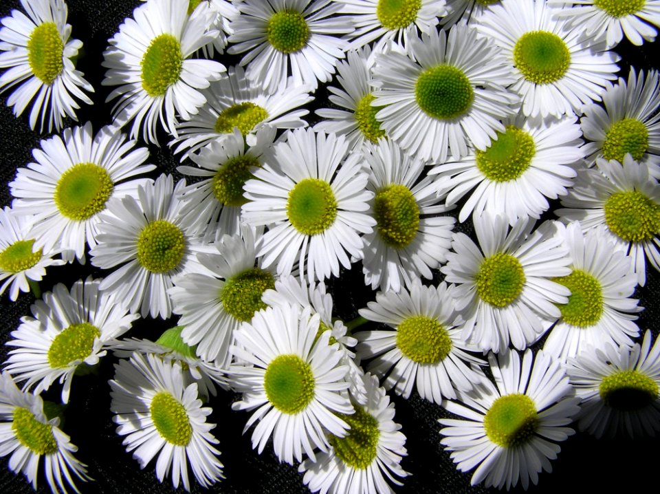 Flower Plant Daisy Flowering Plant