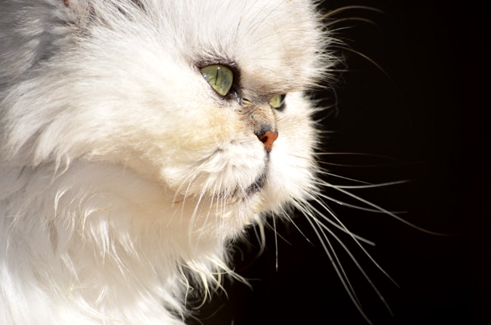 Cat Whiskers Small To Medium Sized Cats Nose