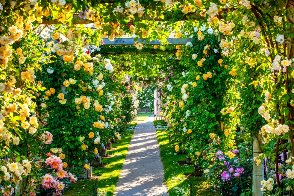 Flower Flowering Plant Garden Plant