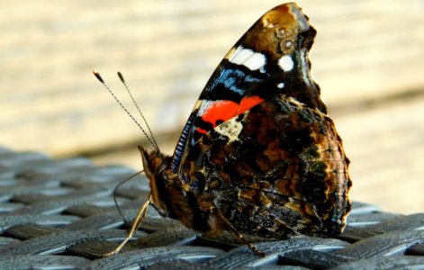 Moths And Butterflies Butterfly Insect Invertebrate photo