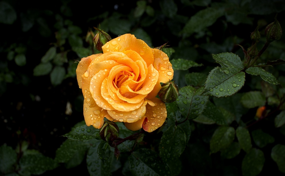 Orange rose bloom flower