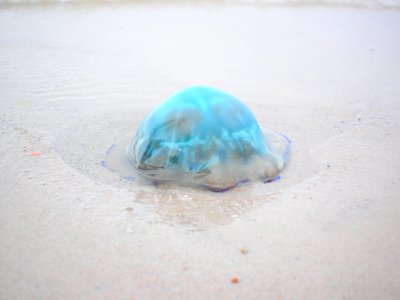 Blue Aqua Water Organism photo