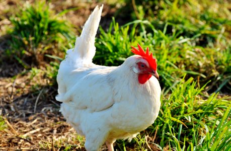 Chicken Bird Galliformes Rooster photo