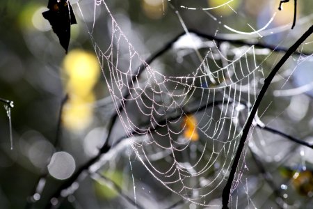 Spider Web Water Branch Close Up photo