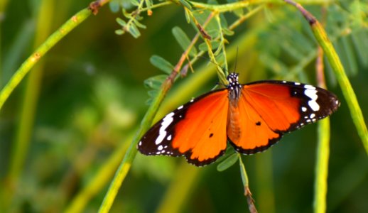 Butterfly Insect Moths And Butterflies Brush Footed Butterfly