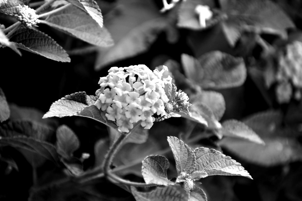 Black And White Black Flora Monochrome Photography