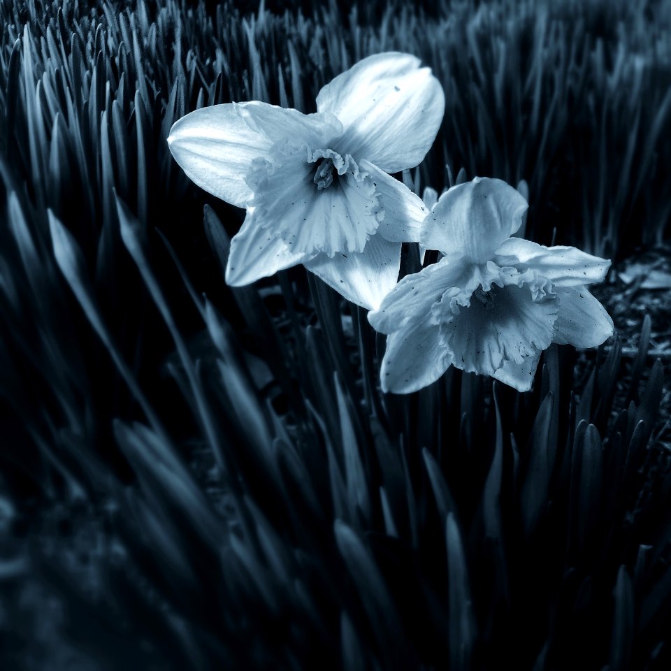 White Flower Black And White Monochrome Photography