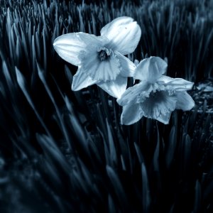 White Flower Black And White Monochrome Photography photo