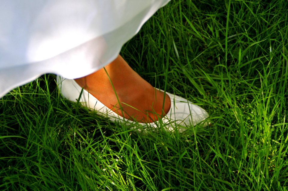 Grass Green Meadow Plant