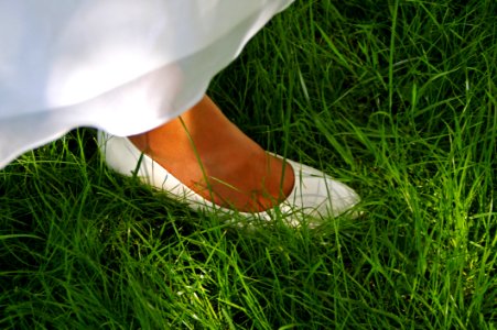 Grass Green Meadow Plant