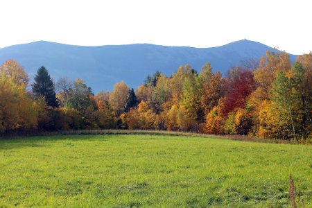 Grassland Ecosystem Nature Pasture