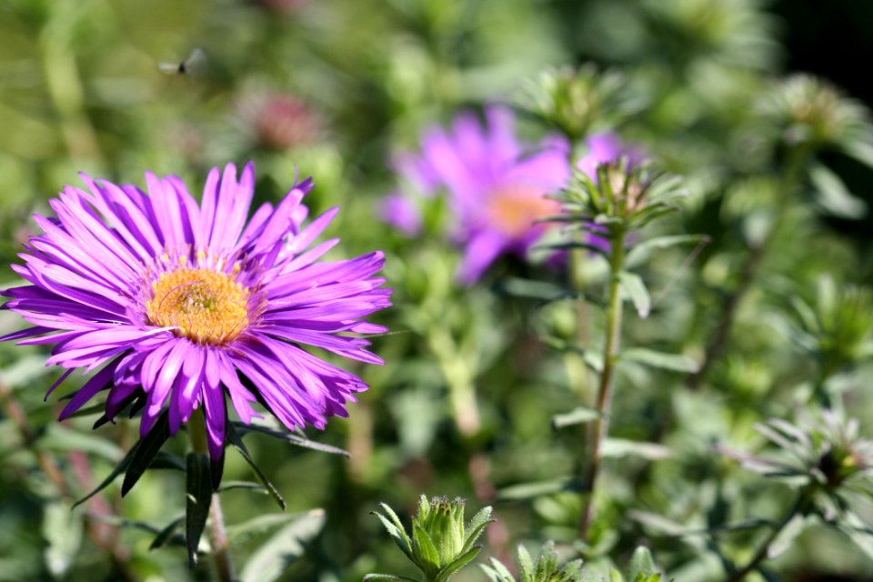 Flower Plant Aster Flora