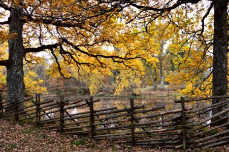 Nature Tree Autumn Woodland photo