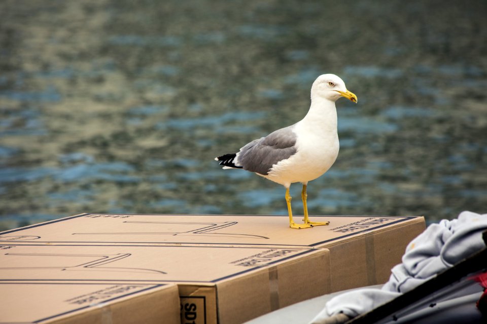 Bird Gull Seabird Fauna