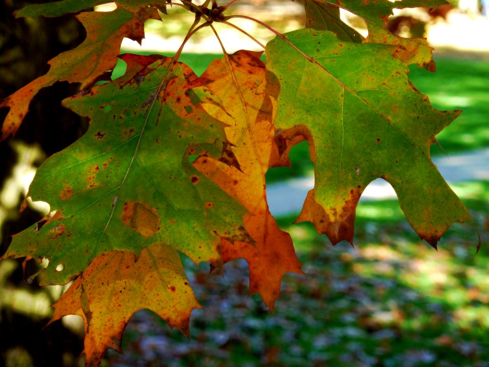 Leaf Autumn Maple Leaf Deciduous