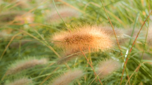 Vegetation Grass Flora Grass Family
