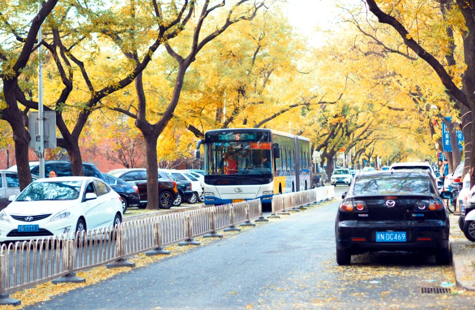 Car Motor Vehicle Tree Plant