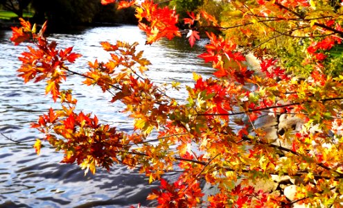 Autumn Leaf Tree Water photo