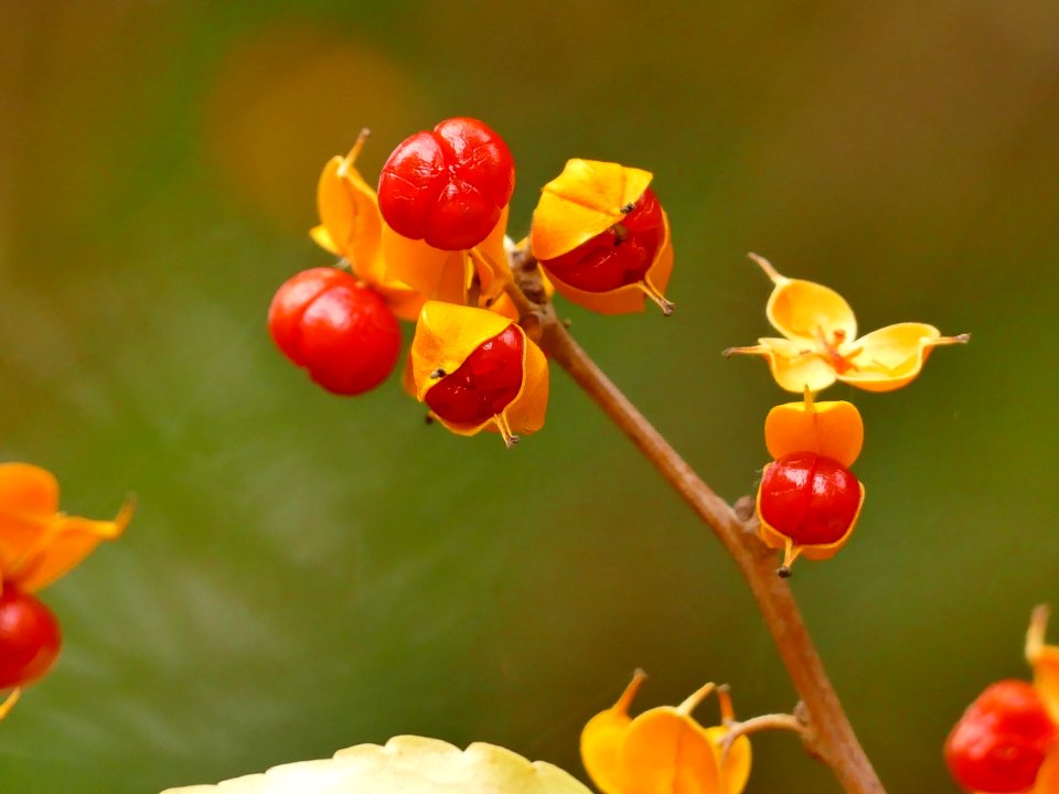 Flower Wildflower Flowering Plant Bud